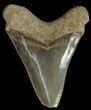 Serrated,  Bone Valley Megalodon Tooth - Florida #70556-1